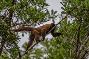 AI6I3492 Wolly Monkey Yasuni Amazon Ecuador