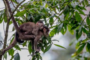 AI6I3782 White fronted Capuchin Monkey Yasuni Amazon Ecuador