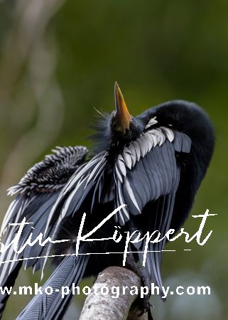 AI6I4722 Anhinga bird Yasuni Amazon Ecuador