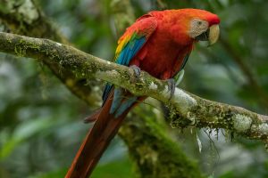 AI6I5340 Scarlet Macaw Yasuni Amazon Ecuador