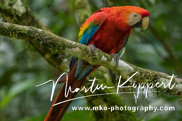 AI6I5340 Scarlet Macaw Yasuni Amazon Ecuador
