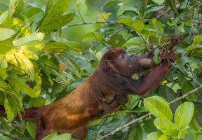 AI6I6028 Red Howler Monkey Yasuni Amazon Ecuador