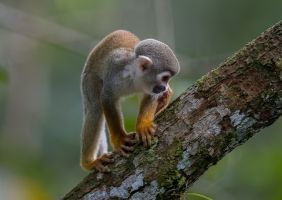 AI6I6922 Common Squirrel Monkey Yasuni Amazon Ecuador