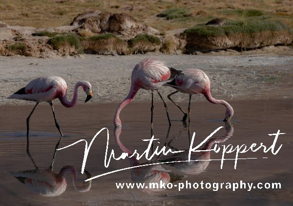 7P8A7706 Flamingo Laguna Santa Rosa Pn Tres Cruces Desierto de Atacama Chile