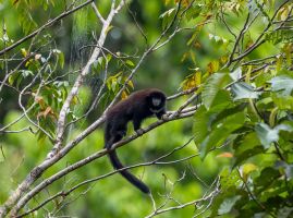 AI6I7364 Yellow handed Titi Monkey Cuyabeno Fauna Reserve Amazona Ecuador