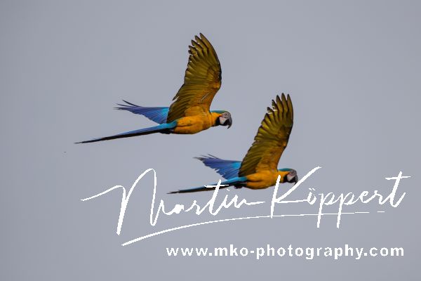 AI6I7451 Blue and Yellow Macaw Cuyabeno Ecuador