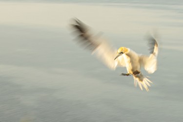 AO7I0212 Northern gannets  Helgoland  No