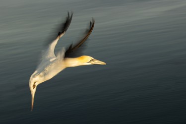 AO7I0295 Northern gannets  Helgoland  No