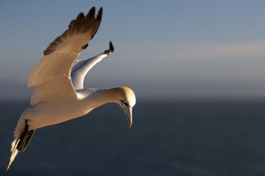 AO7I0356 Northern gannets  Helgoland  No