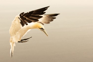 AO7I0761 Northern gannets  Helgoland  No