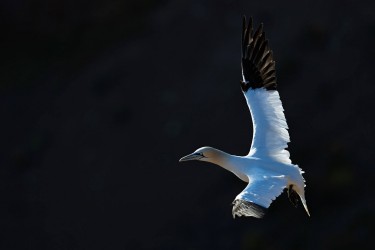 AO7I0973 Northern gannets  Helgoland  No