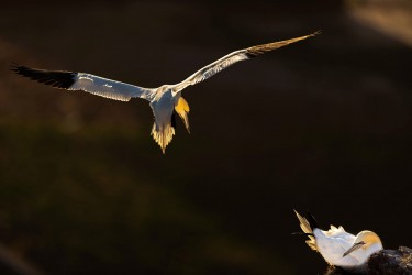 AO7I1056 Northern gannets  Helgoland  No