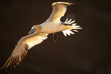 AO7I1102 Northern gannets  Helgoland  No
