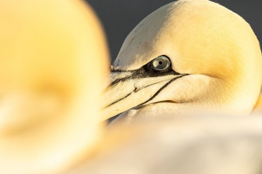 AO7I1170 Northern gannets  Helgoland  No