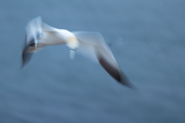 AO7I2069 Northern gannets  Helgoland  No