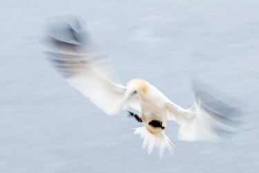 AO7I5022 Northern gannets  Helgoland  No