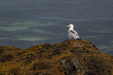 AO7I6044 Sea Gull Isle of Skye Scotland