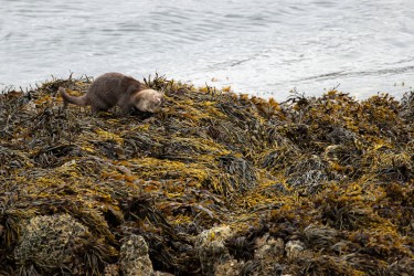 AO7I7067 Sea Otter Isle of Skye Scotland