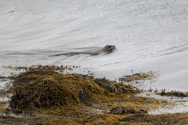 AO7I7095 Sea Otter Isle of Skye Scotland
