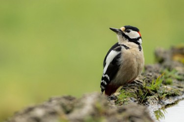 AO7I6667 Greater spotted Woodpecker