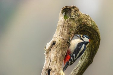 AO7I6791 Greater spotted Woodpecker