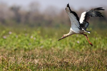 AO7I8869 Maguari Stork PV Pantanal Brazil