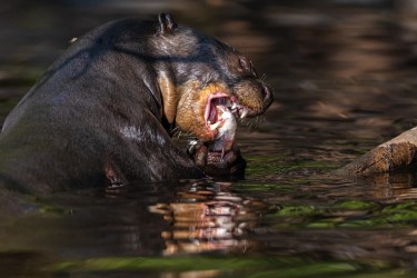 996A0339 Giant River Otter PJ Pantanal Brazil