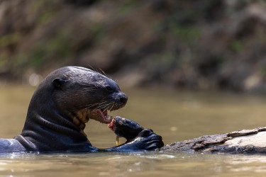 996A0790 Giant River Otter PJ Pantanal Brazil