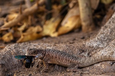 996A2202 Lizard PV Pantanal Brazil