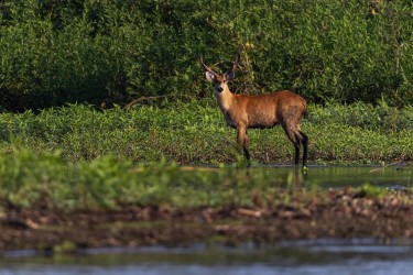 996A2386 Marsh Deer RC Pantanal Brazil