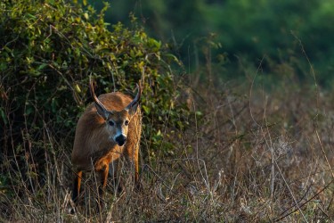 996A3342 Marsh Deer PA Pantanal Brazil