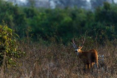 996A3349 Marsh Deer PA Pantanal Brazil