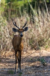 996A3504 Marsh Deer PA Pantanal Brazil