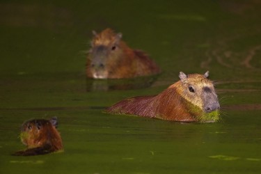 996A3693 Capybaras PV Pantanal Brazil
