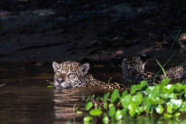 996A0562 a  gue cubs Pantanal Brazil