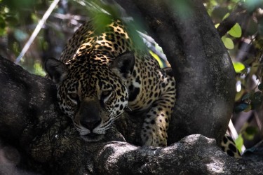 996A5796 Medrosa cubs Pantanal Brazil
