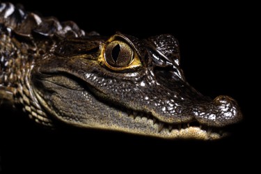 996A2804 Caiman crocodilus Para Suriname