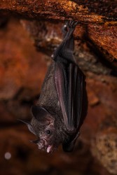 996A3583 Bats Brownsberg Suriname