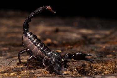 996A4941 Scorpion Fredberg Suriname