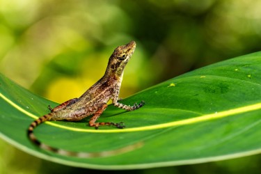 996A2192 Anolis Sp. Choco Colombia