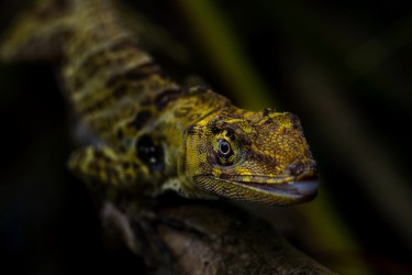 996A2304 Anolis atifrons  Choco Colombia