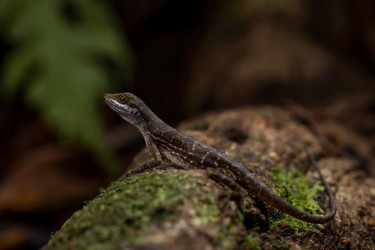996A3539 Anolis macrolepis Choco Colombia