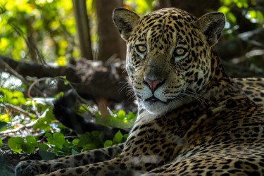 996A1536 Jaguar PJ Pantanal Brazil