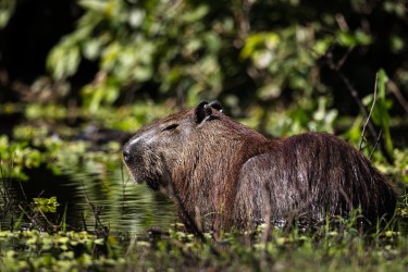 996A8163 Capybara PV Pantanal Brasil
