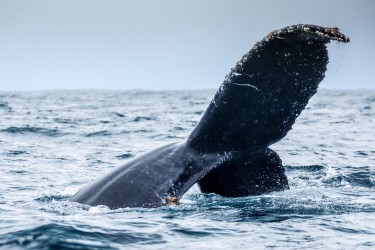071A4592 Humpback Whales Ecuador