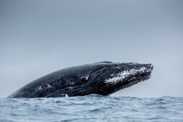 071A4678 Humpback Whales Ecuador