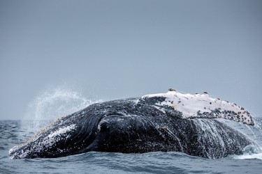 071A4721 Humpback Whales Ecuador