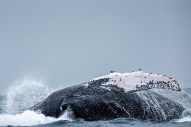 071A4723 Humpback Whales Ecuador