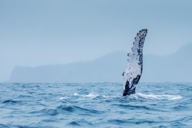 071A4748 Humpback Whales Ecuador