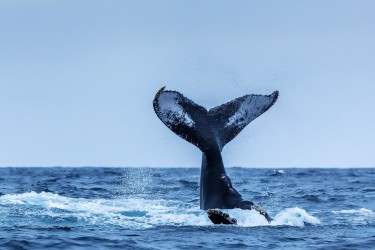 071A5081 Humpback Whales Ecuador